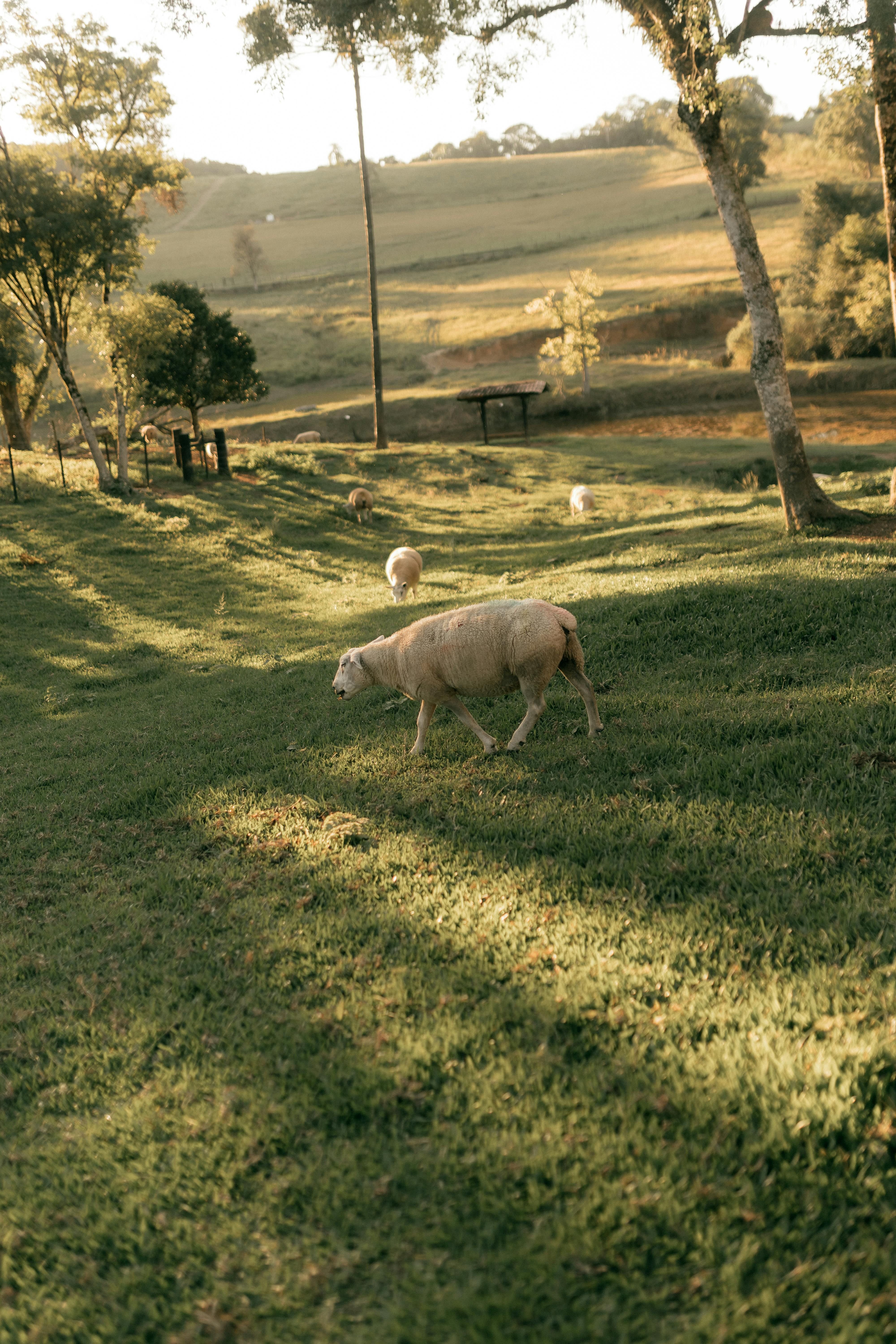 Image of sheep on farmland